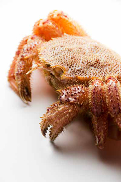 crab.jpg